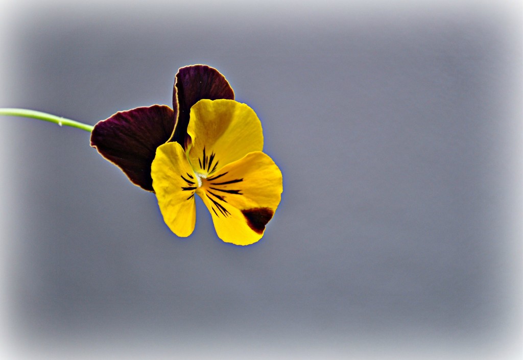 Pansy by peggysirk