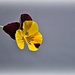 Pansy by peggysirk