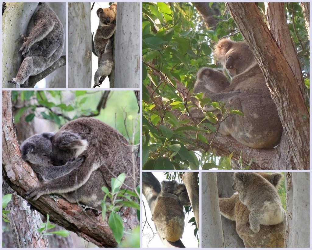 Koala Mums & Bubs. by happysnaps