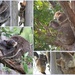 Koala Mums & Bubs. by happysnaps