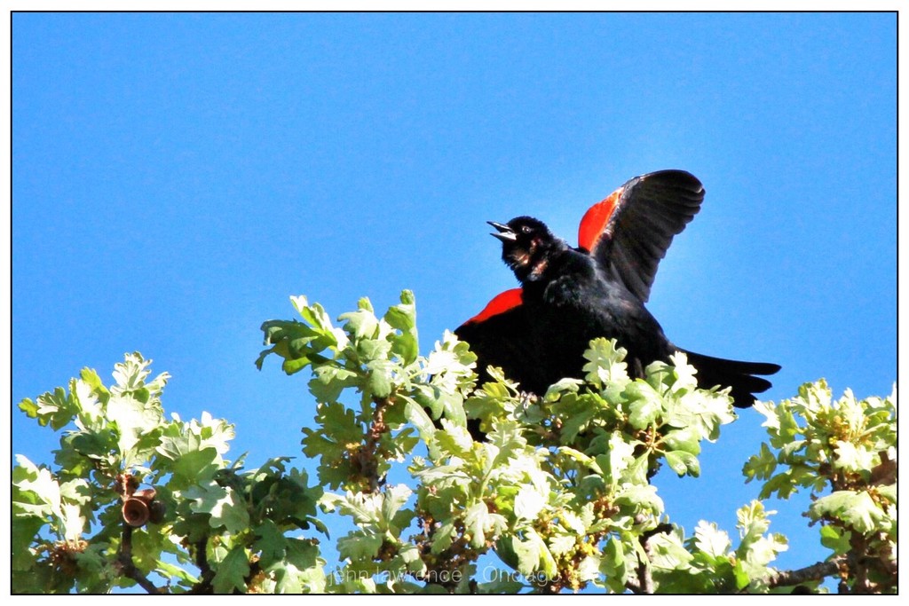 Redwing Blackbird by aikiuser