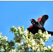 Redwing Blackbird by aikiuser