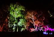 23rd Mar 2015 - Illuminated Trees