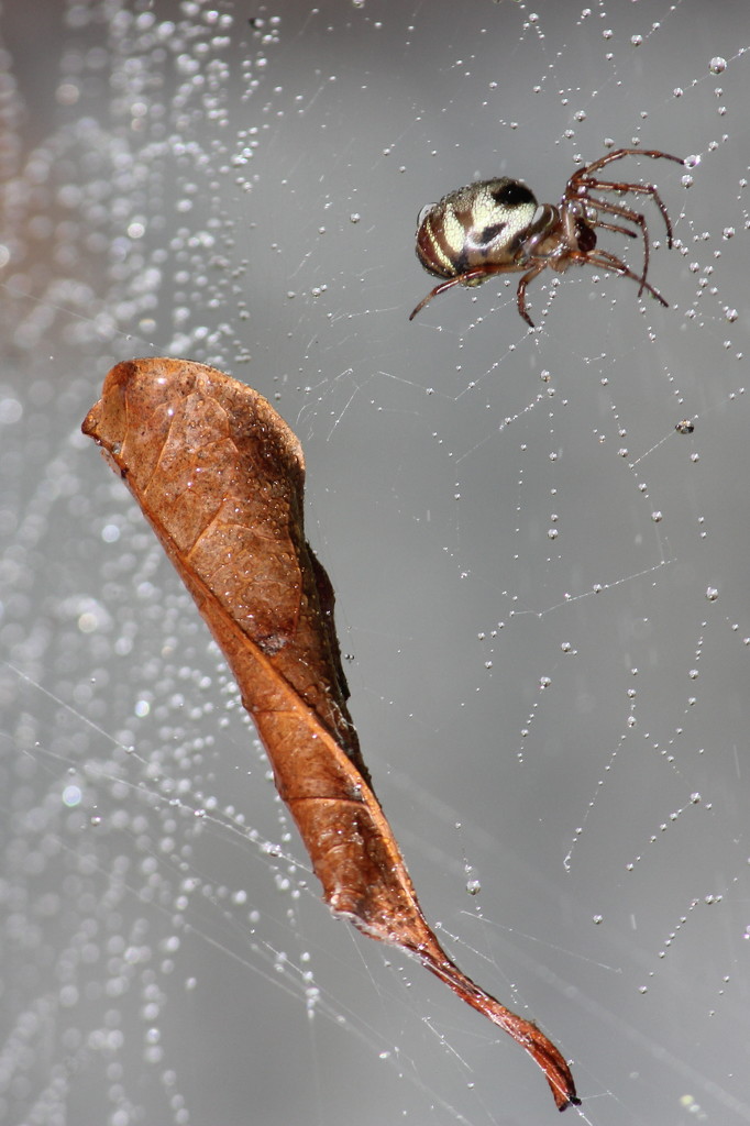 Unhappy spider by gilbertwood