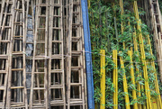 20th Mar 2015 - Bamboo patterns