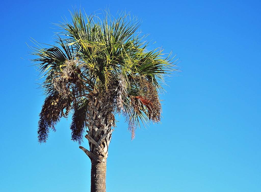 Palm tree by soboy5