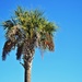 Palm tree by soboy5
