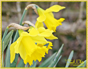 23rd Mar 2015 - Daffodils