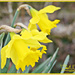 Daffodils by carolmw