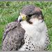 Hybrid Falcon by carolmw