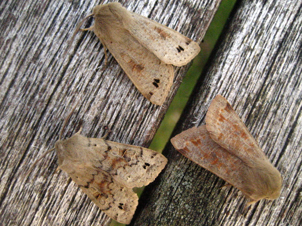 Three twin spotted quaker by steveandkerry