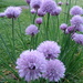 Chive flowers by steveandkerry