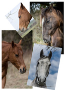 23rd Mar 2015 - More equine portraiture......