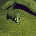 Badger  by padlock