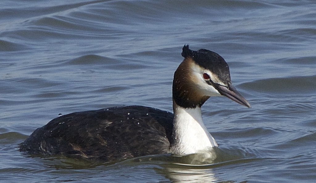 Great Crested Grebe by padlock