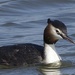 Great Crested Grebe by padlock