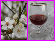 23rd Mar 2015 - Blackthorn blossom to Sloe Gin