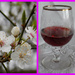 Blackthorn blossom to Sloe Gin by flowerfairyann