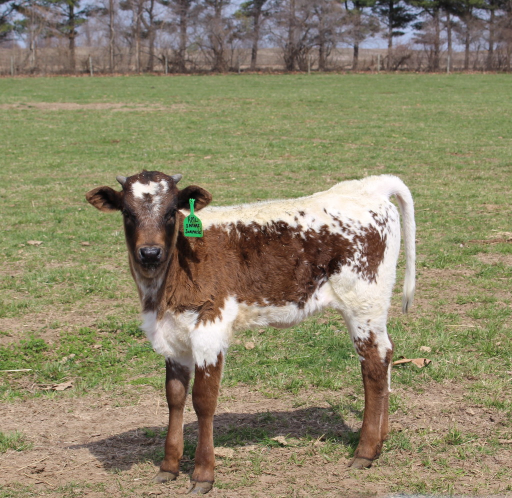 Baby calf by essiesue