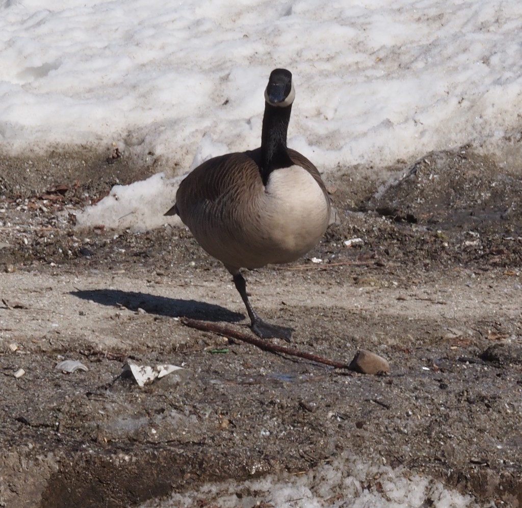 Balancing Act by selkie