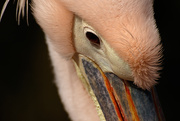 23rd Mar 2015 - Pelican