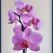 Orchids by gosia