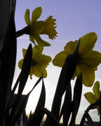 23rd Mar 2015 - Daffodils Against the Sky
