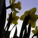 Daffodils Against the Sky by daisymiller