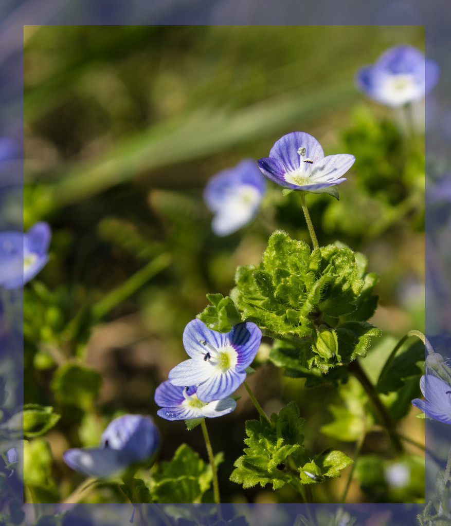 Little blue flowers in the grass by randystreat