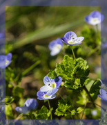 23rd Mar 2015 - Little blue flowers in the grass