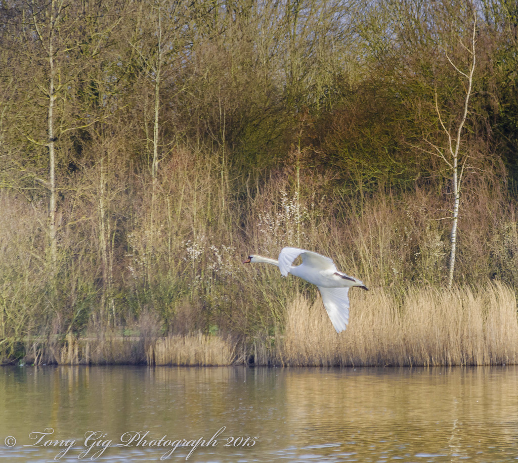 Swan In Flight by tonygig