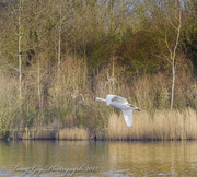22nd Mar 2015 - Swan In Flight