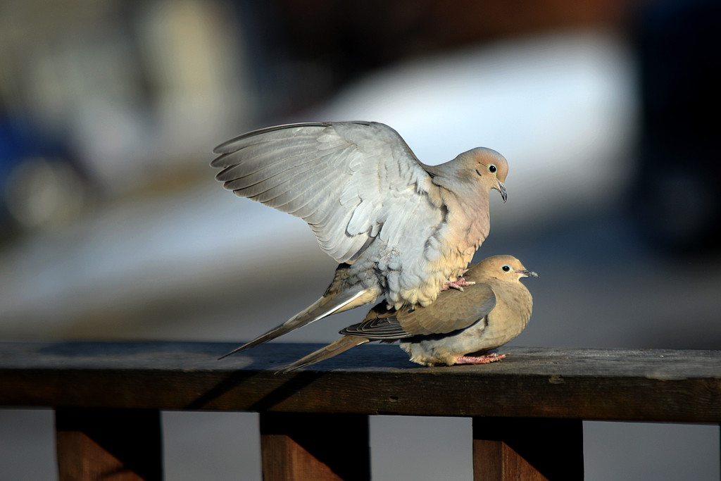 Love Doves! by fayefaye