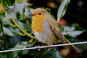 23rd Mar 2015 - ANOTHER ROBIN