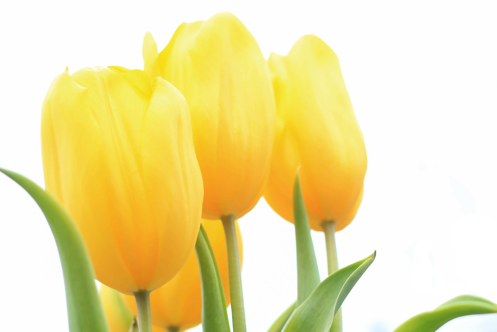 High Key Tulips? by milaniet