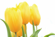 23rd Mar 2015 - High Key Tulips?
