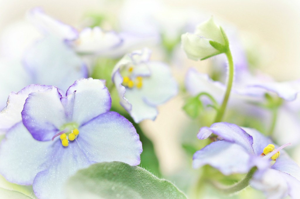 African Violets by lynnz