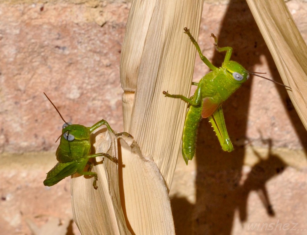 green grasshoppers by winshez