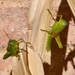 green grasshoppers by winshez