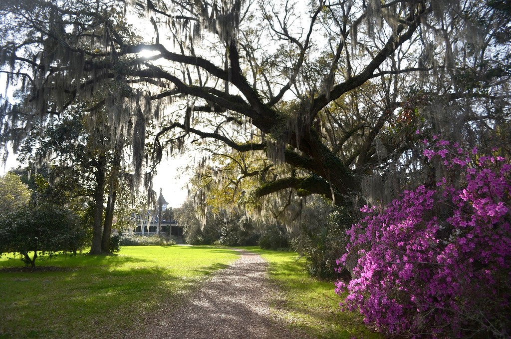 One of my favorite scenes at Magnolia Gardens, looking toward the live oak which frames the plantation house in this view. by congaree