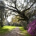 One of my favorite scenes at Magnolia Gardens, looking toward the live oak which frames the plantation house in this view. by congaree