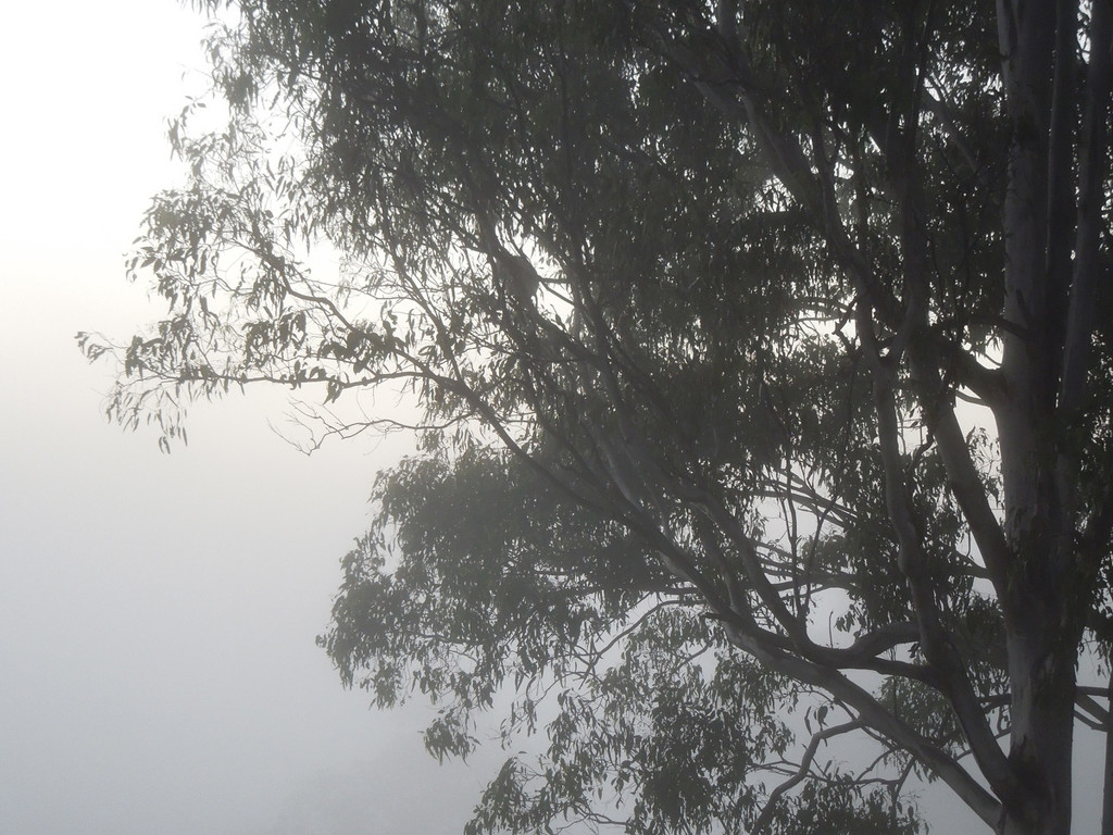 Misty sunrise by koalagardens