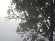24th Mar 2015 - Misty sunrise