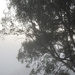 Misty sunrise by koalagardens