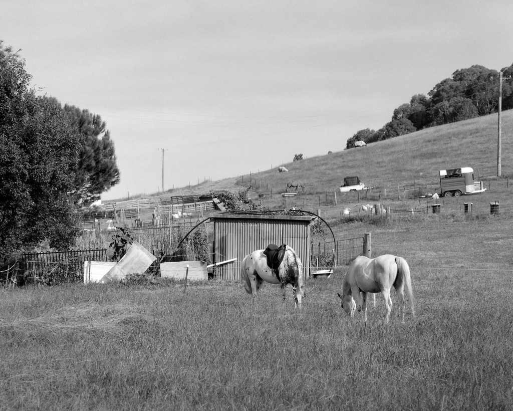 Grazing in the meadow by peterdegraaff