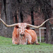 No Bull!    Beautiful Longhorn Steer by grannysue