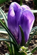 24th Mar 2015 - Purple Shades Of Spring