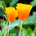 California Poppies by joysfocus