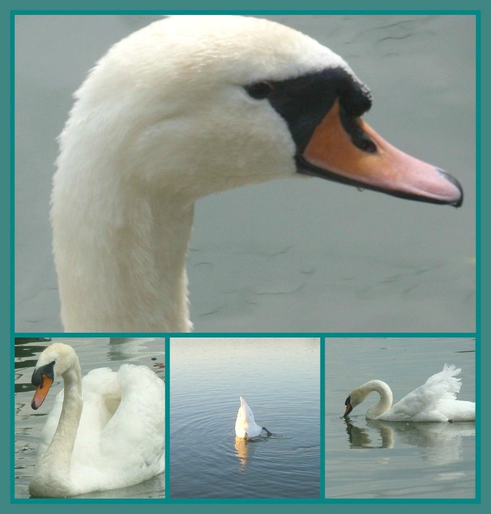 Swans. by wendyfrost