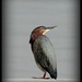 Our green heron visiting again.  Maybe we should name him.   by madamelucy